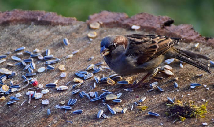 Can Birds Eat Roasted Sunflower Seed