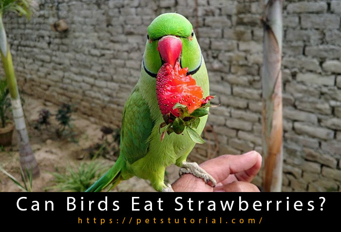 Can Birds Eat Strawberries?