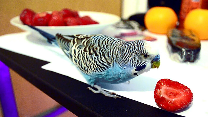 Can Birds Eat Strawberries-3