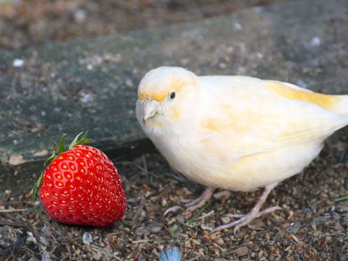 Can Birds Eat Strawberries