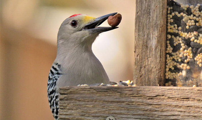 Can Birds Eat Walnuts-3