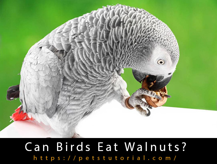 Can Birds Eat Walnuts