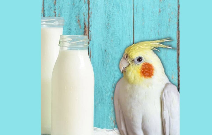 Can Cockatiels Drink Milk-1