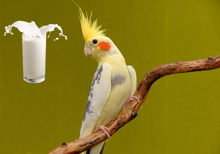 Can Cockatiels Drink Milk-2