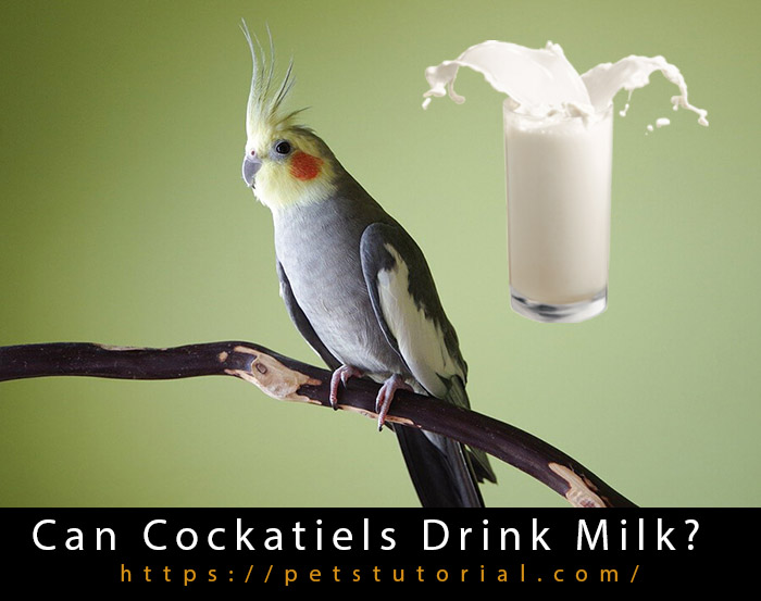 Can Cockatiels Drink Milk-3