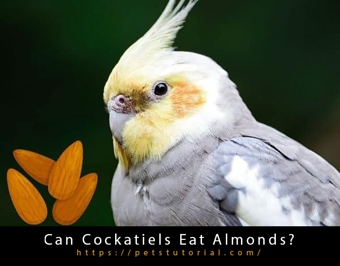 Can Cockatiels Eat Almonds-3