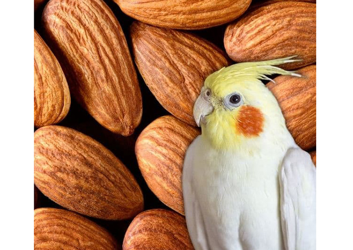 Can Cockatiels Eat Almonds