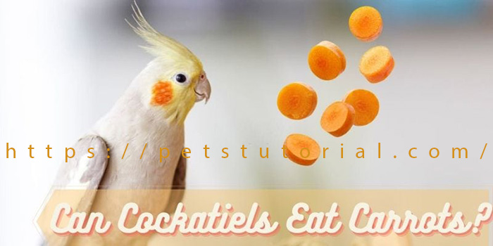 Can Cockatiels Eat Carrots-2