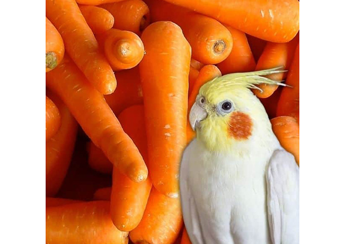 Can Cockatiels Eat Carrots