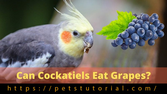Can Cockatiels Eat Grapes-2