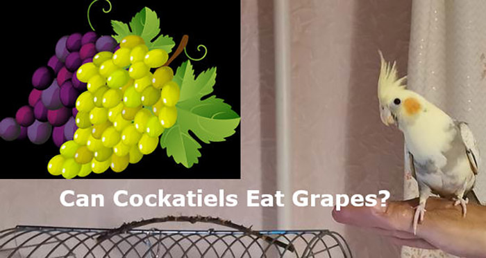 Can Cockatiels Eat Grapes-3