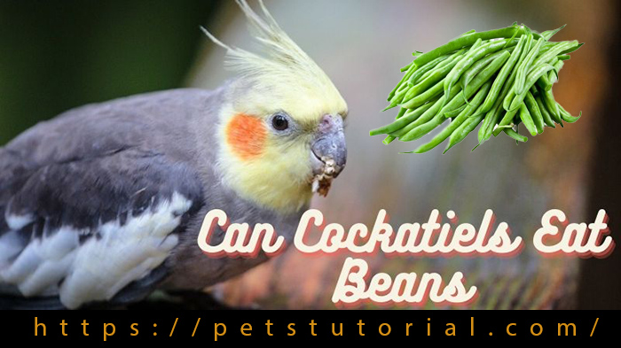 Can Cockatiels Eat Green Beans-2