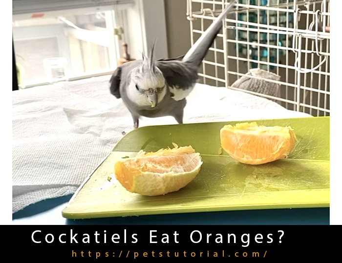 Can Cockatiels Eat Oranges?