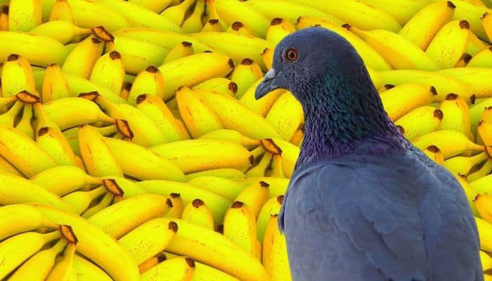 Can Doves Eat Bananas (1)