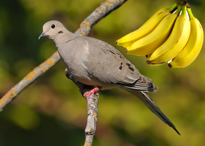 Can Doves Eat Bananas (2)