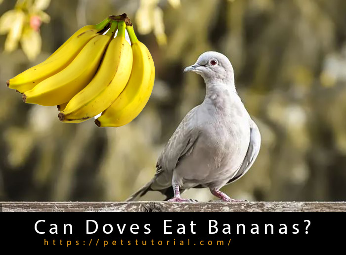 Can Doves Eat Bananas (3)