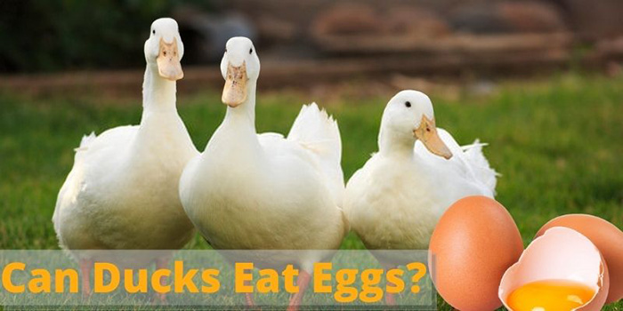 Can Ducks Eat Eggs-1