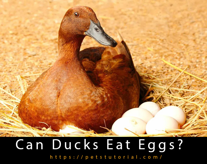 Can Ducks Eat Eggs?