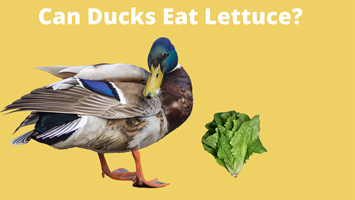 Can Ducks Eat Lettuce-2