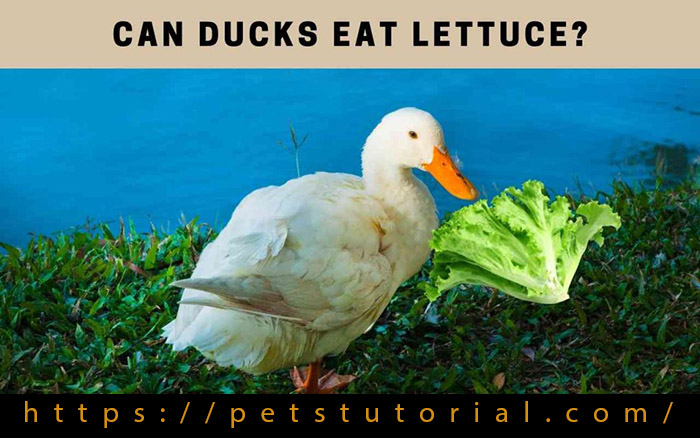 Can Ducks Eat Lettuce-3