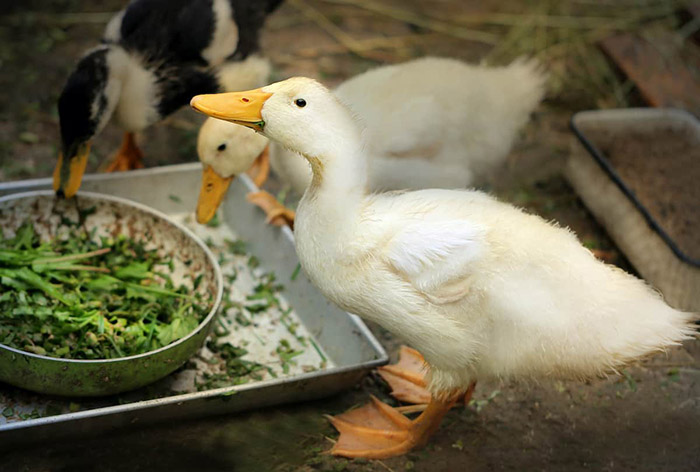 Can Ducks Eat Lettuce