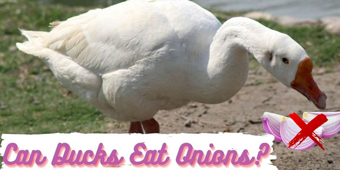Can ducks eat onions-3