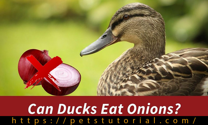 Can Ducks Eat Onions