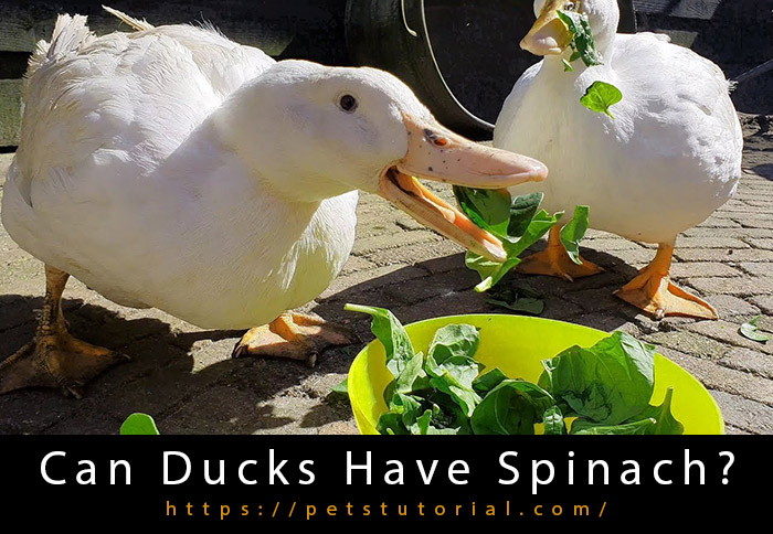 Can Ducks Have Spinach-2