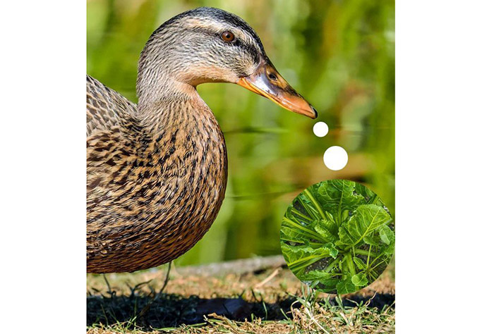 Can Ducks Have Spinach-3