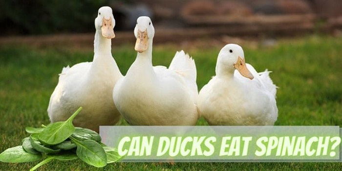 Can Ducks Have Spinach