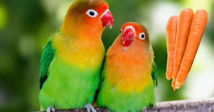 Can Lovebirds Eat Carrots-2