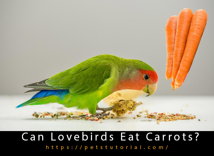 Can Lovebirds Eat Carrots-3