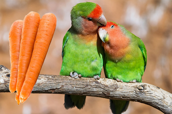 Can Lovebirds Eat Carrots