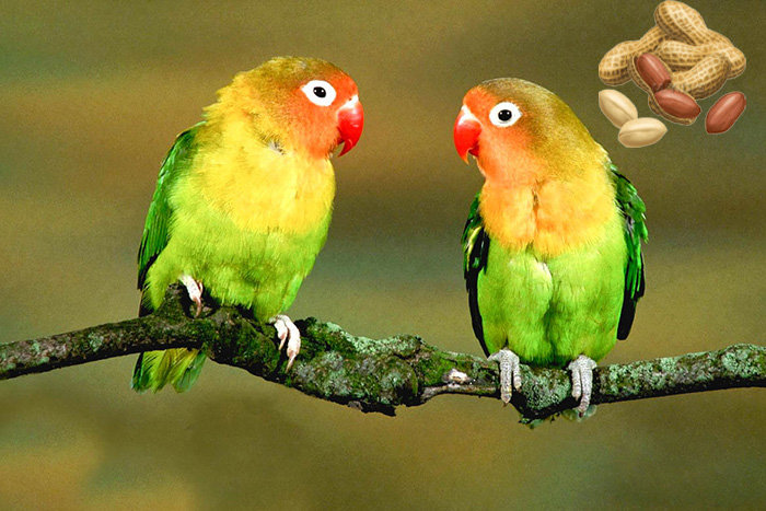 Can Lovebirds Eat Peanut Butter (1)