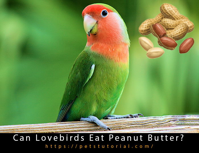 Can Lovebirds Eat Peanut Butter (2)