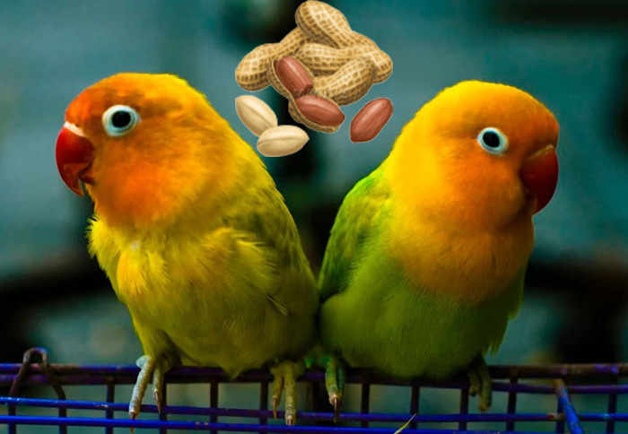 Can Lovebirds Eat Peanut Butter (3)