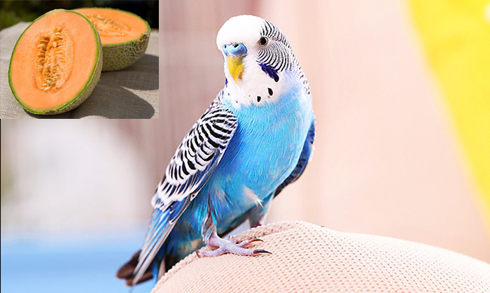 Can Parakeets Eat Cantaloupe-2