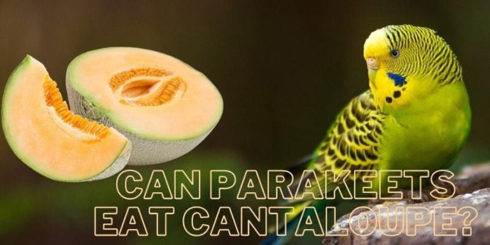 Can Parakeets Eat Cantaloupe?