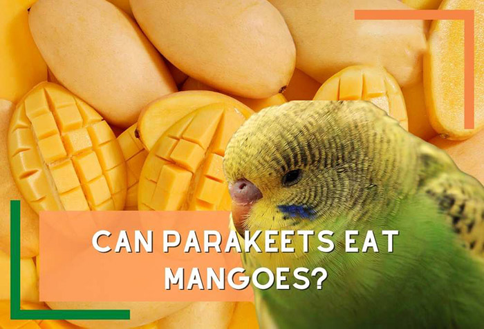 Can Parakeets Eat Mango-2