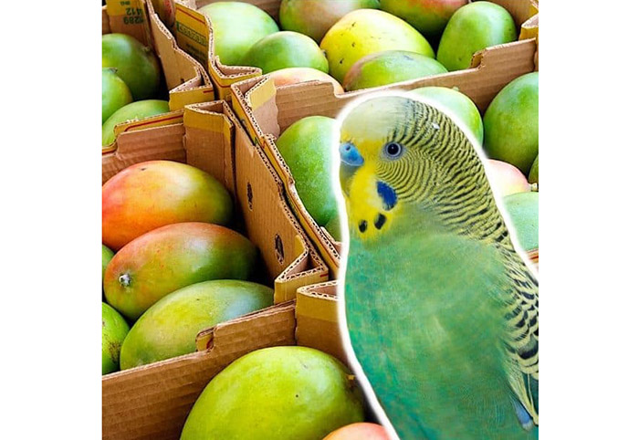 Can Parakeets Eat Mango-3