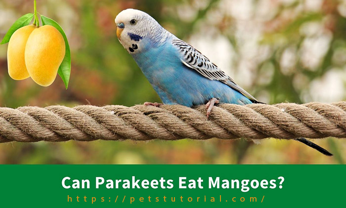 Can Parakeets Eat Mango