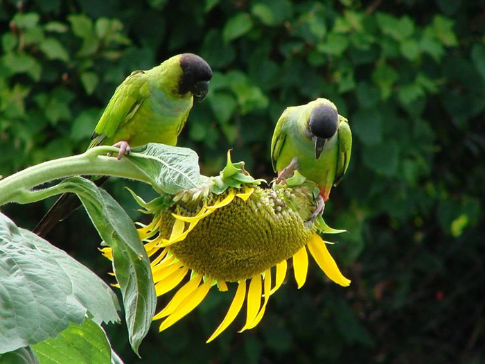 Does Parakeets Eat Sunflower Seeds