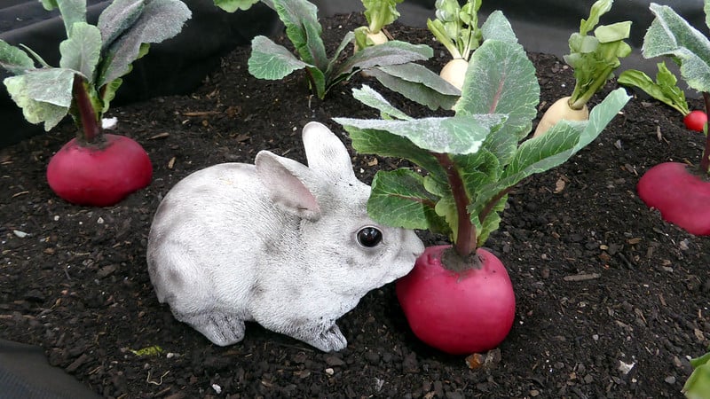 Can Rabbits Eat Radishes