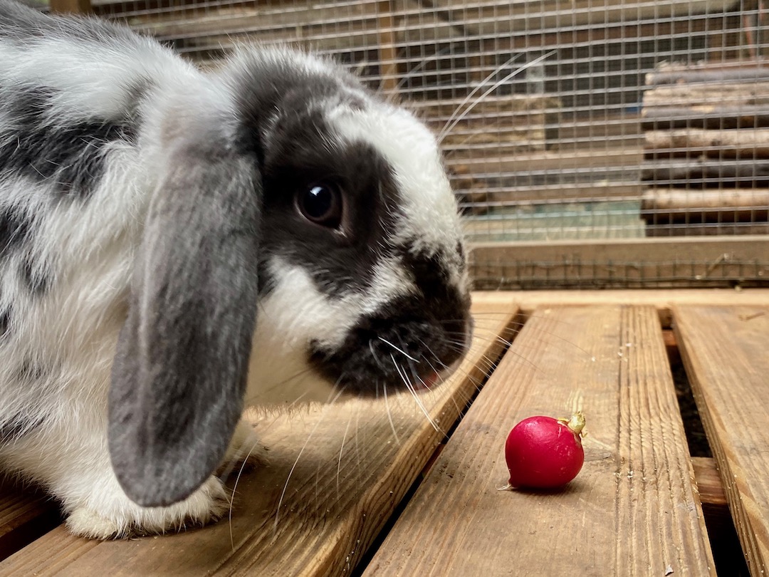 Can Rabbits Eat Radishes