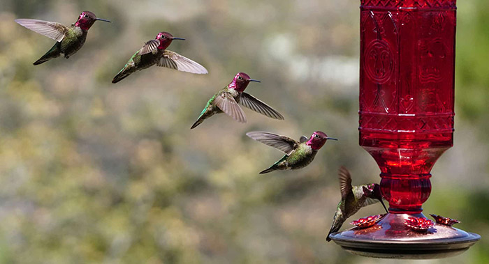 Can You Put A Hummingbird Feeder Next To A Bird Feeder-2