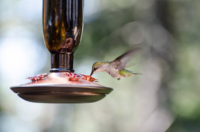 Can You Put A Hummingbird Feeder Next To A Bird Feeder-3