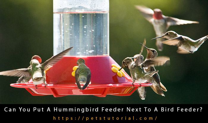 Can You Put A Hummingbird Feeder Next To A Bird Feeder