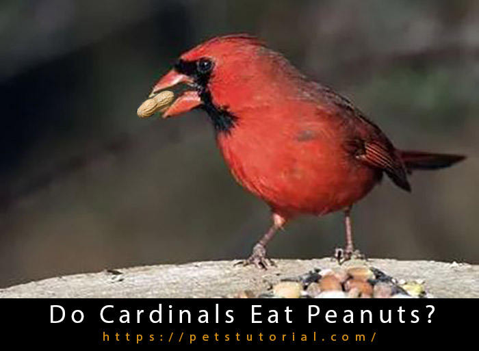 Do Cardinals Eat Peanuts-3