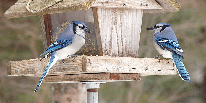 Disadvantages Of Bird Feeders-2