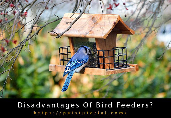 Disadvantages Of Bird Feeders